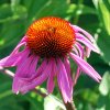 Echinacea purpurea